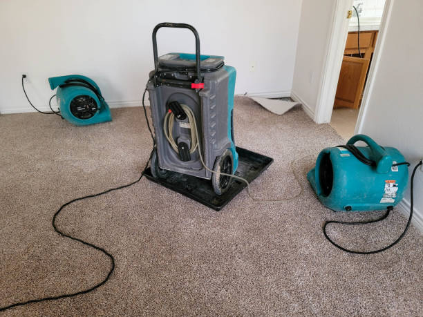 Best Carpet water damage restoration  in Dolan Springs, AZ