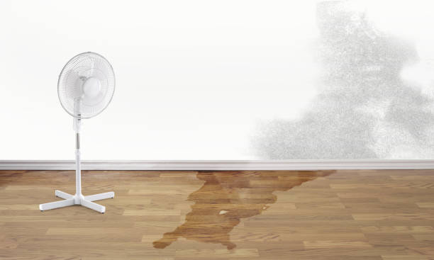 Best Flood restoration services  in Dolan Springs, AZ