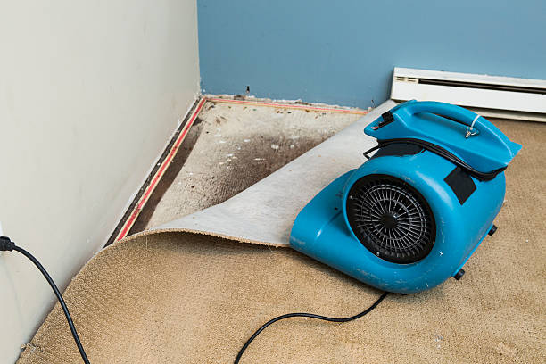 Best Water damage restoration near me  in Dolan Springs, AZ